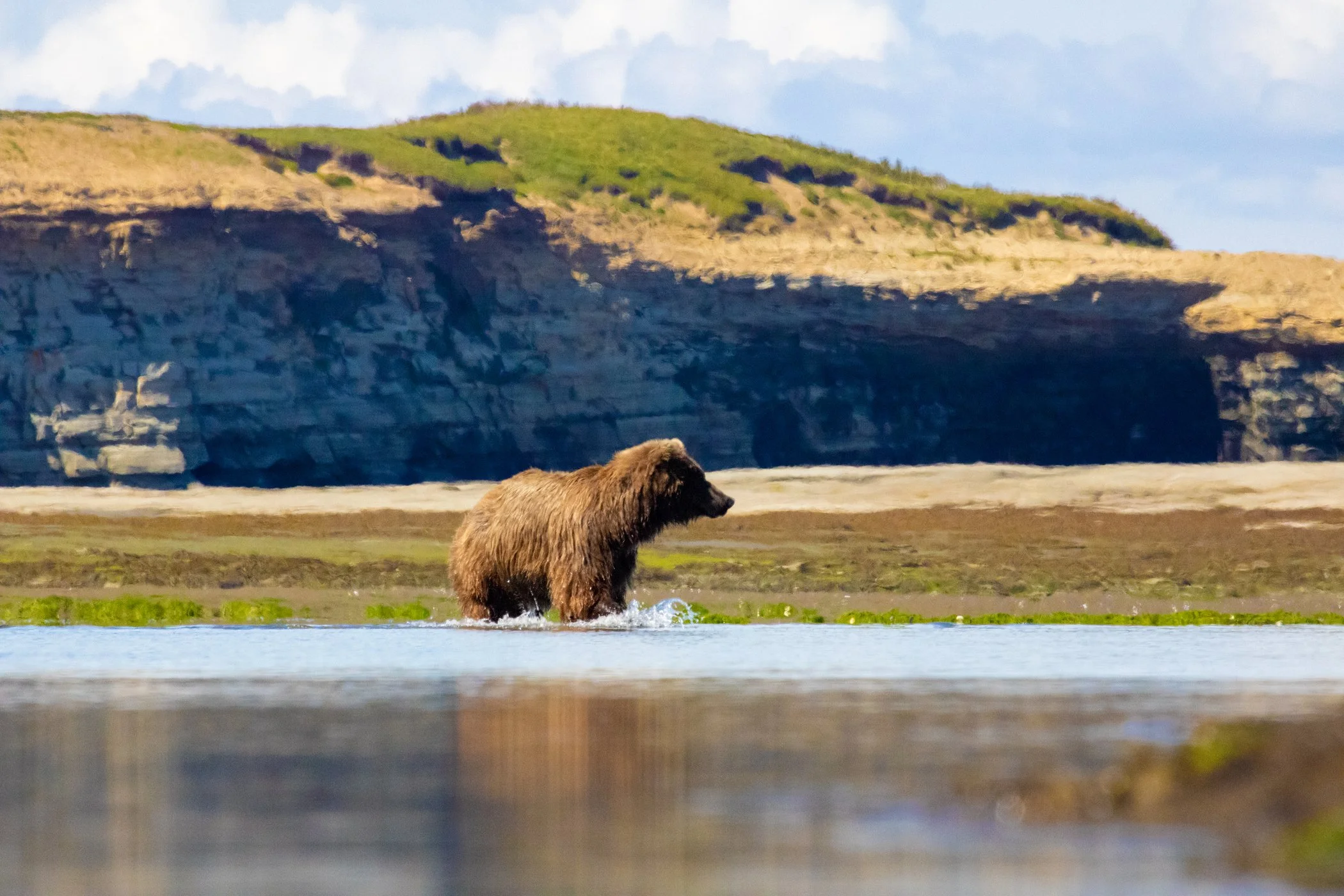 A brown bear standing in shallow water near a grassy shoreline with cliffs and a partly cloudy sky in the background.