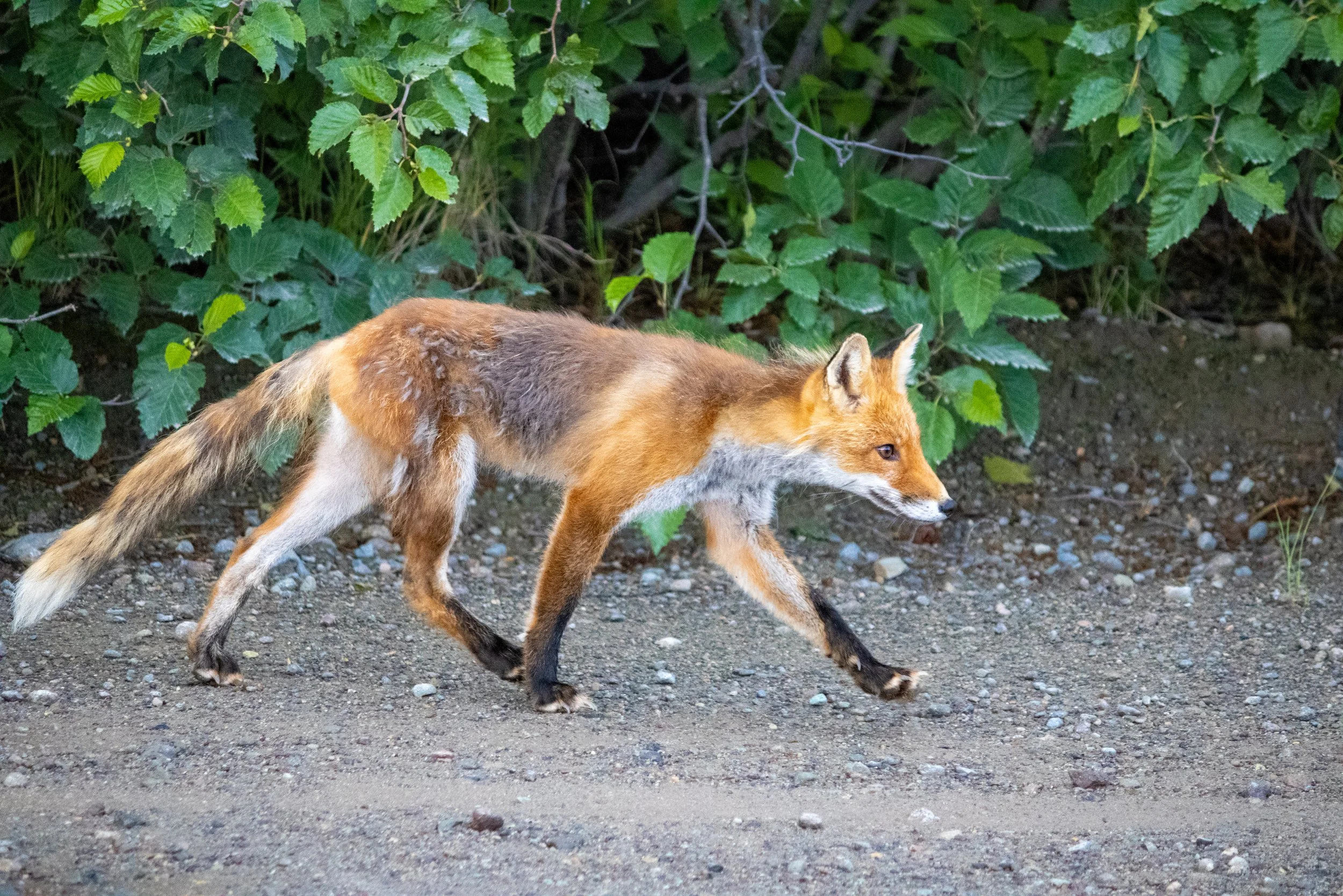 A red fox walking on a dirt path with green foliage in the background.