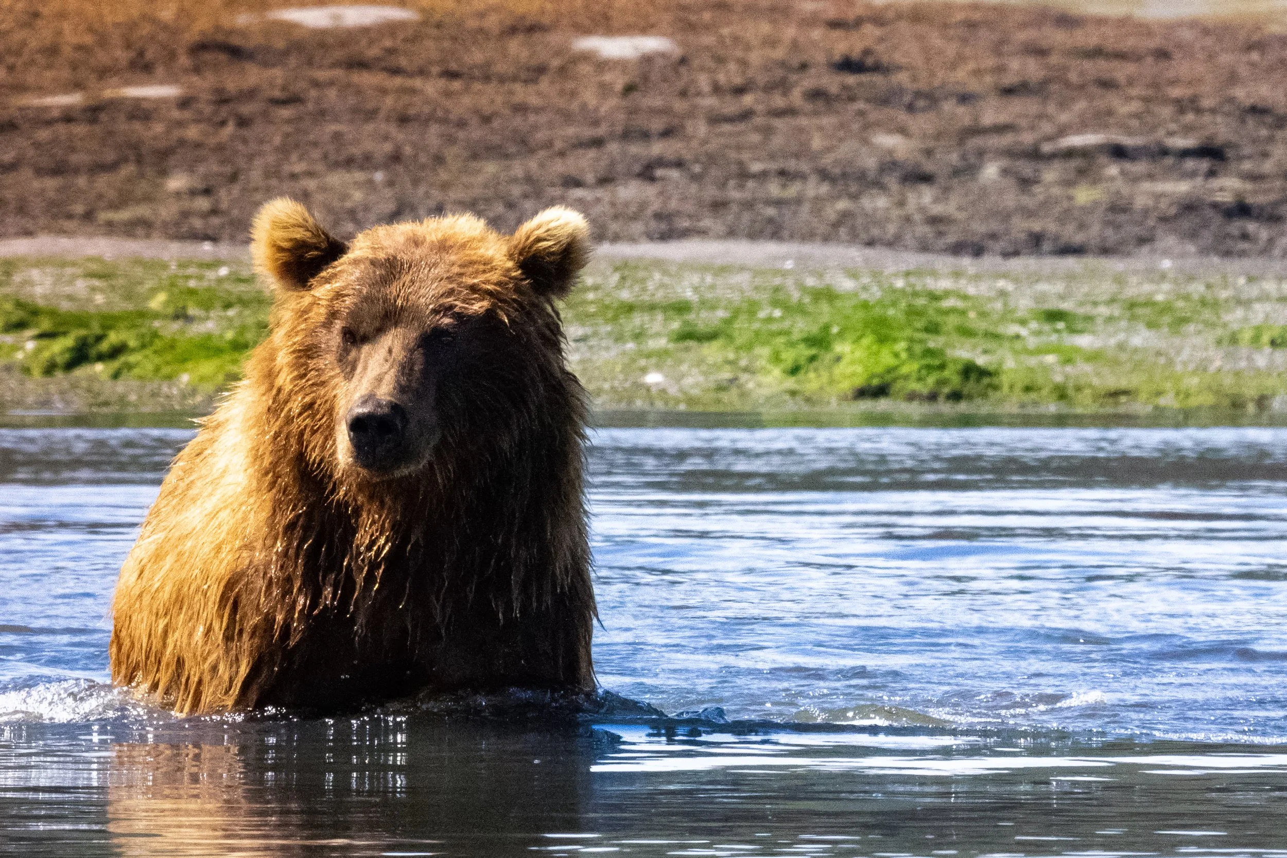 A brown bear standing in a body of water with a grassy and dirt landscape in the background.