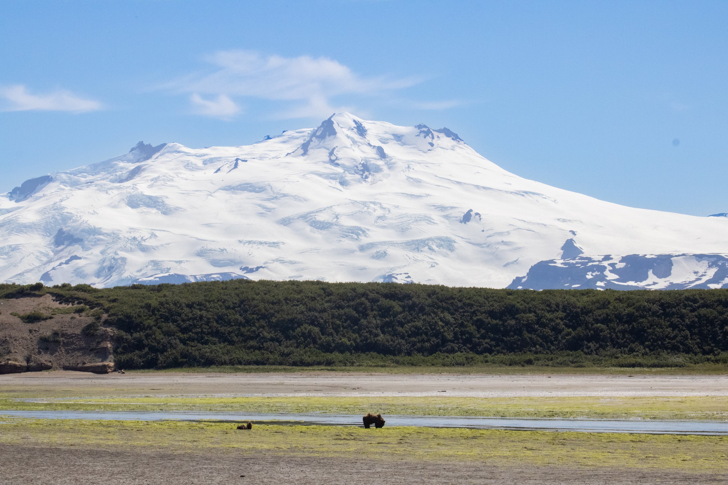 Snow-capped mountain with a blue sky, green shrubbery in the middle ground, and a grassy and muddy plain with two animals in the foreground.