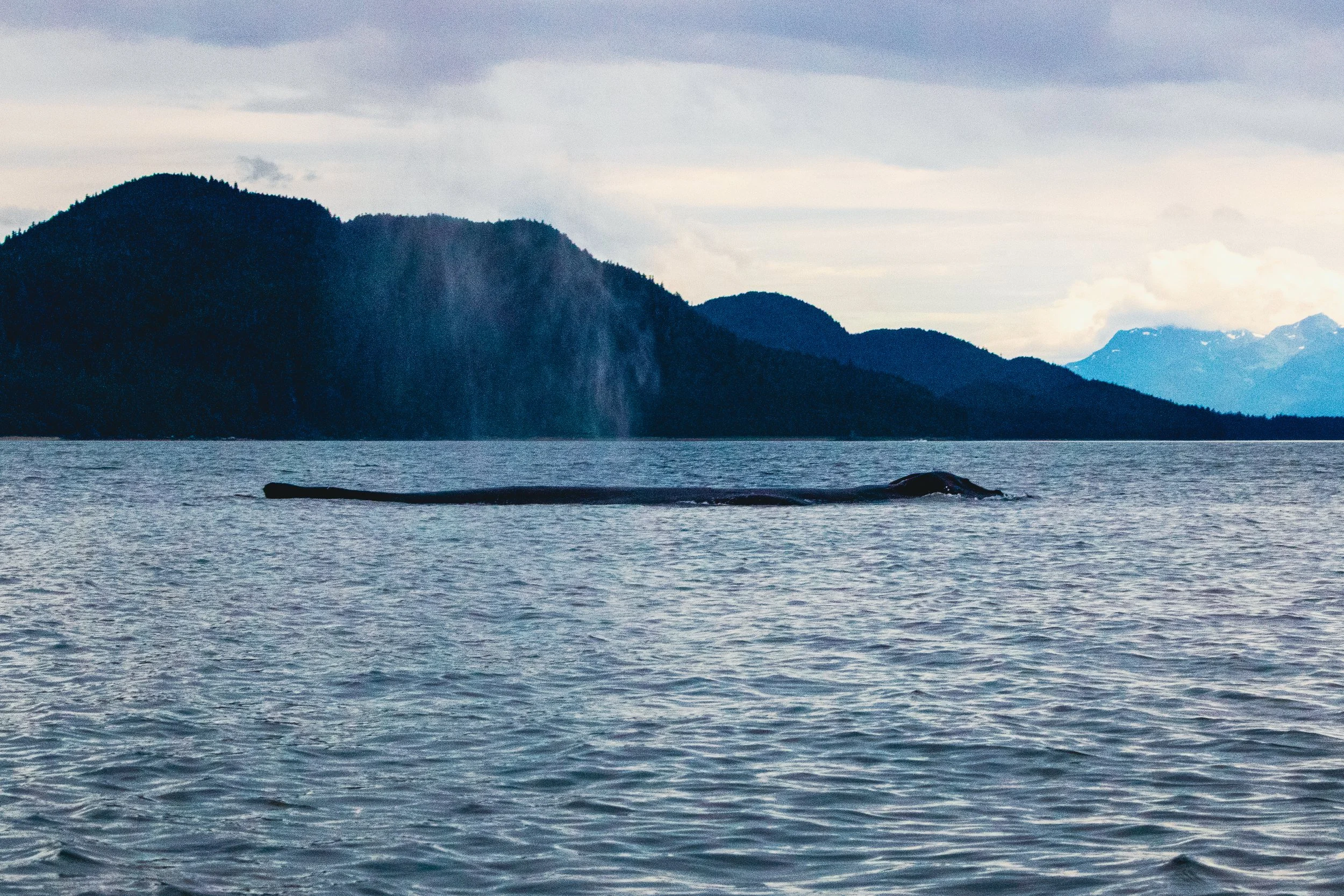 A whale's tail above the water in a lake with mountains in the background under a cloudy sky.