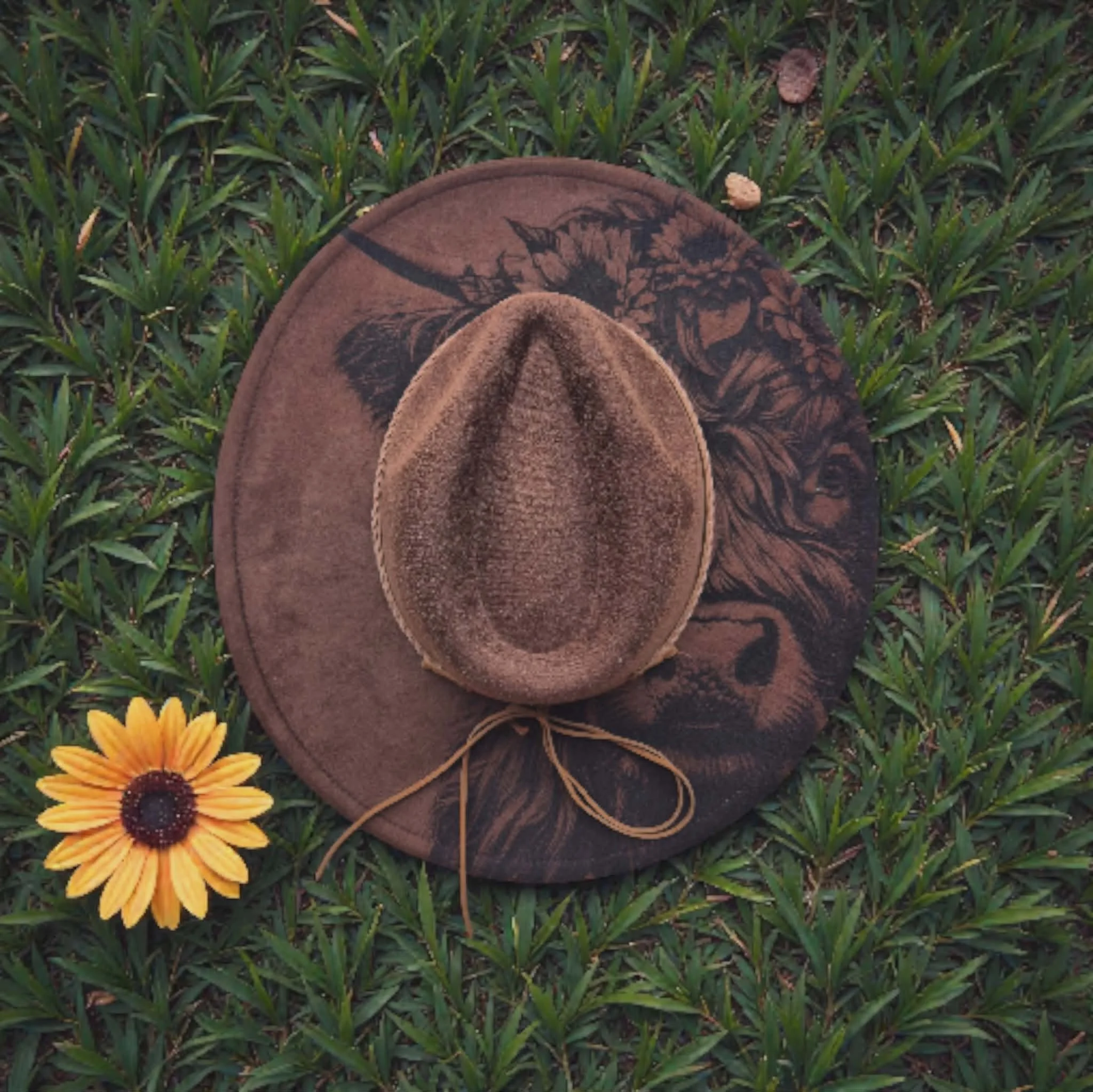 Dark Brown Highland Cow