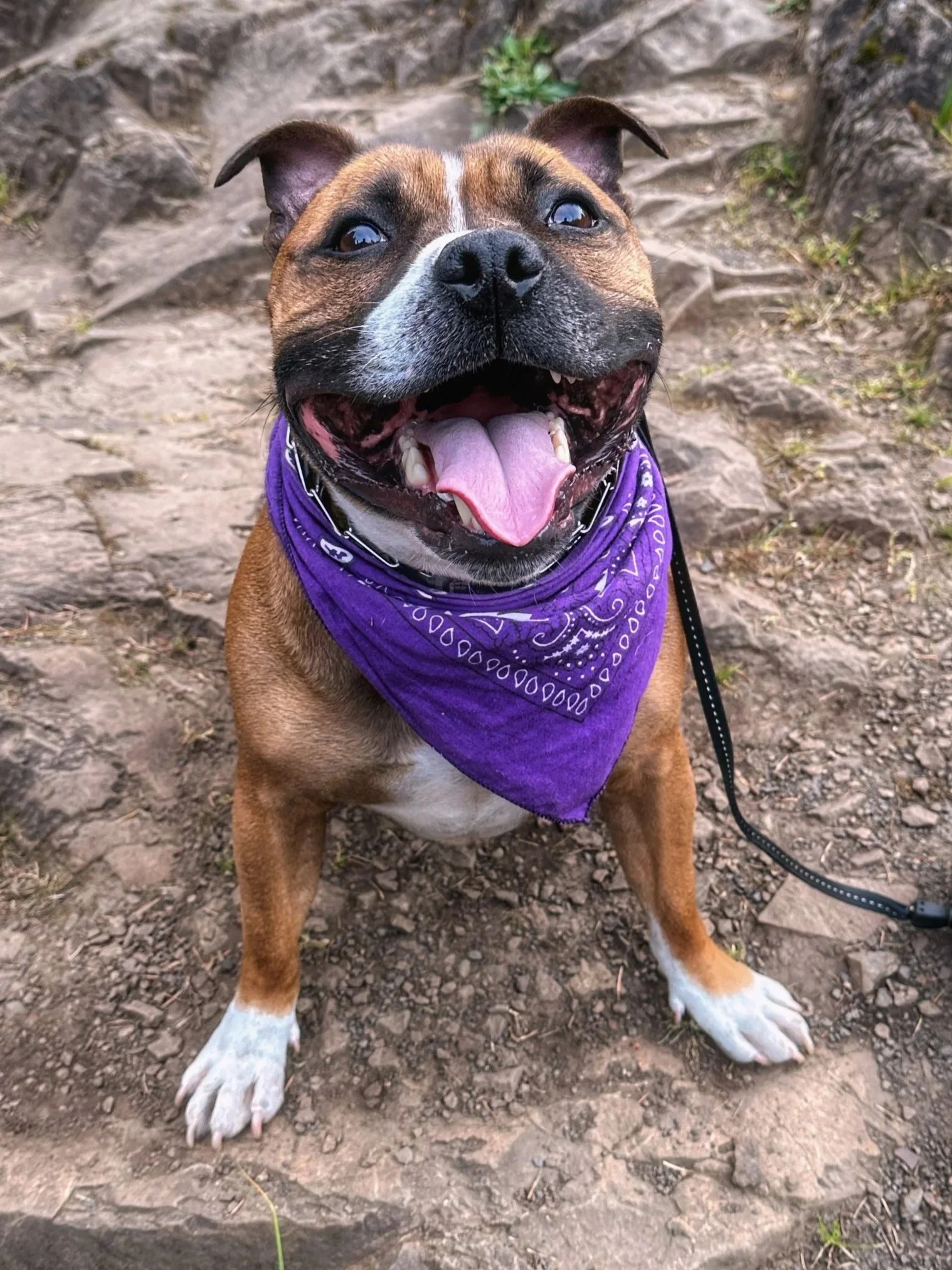 A happy brown and white dog with a purple bandana sitting outdoors on rocky ground, with a big smile and tongue out.