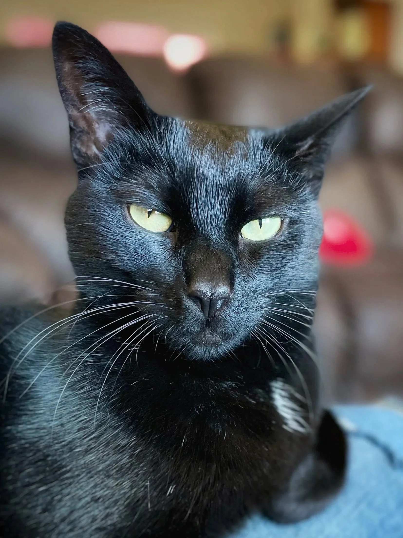 Close-up of a black cat with yellow-green eyes, sitting indoors with a blurred background.