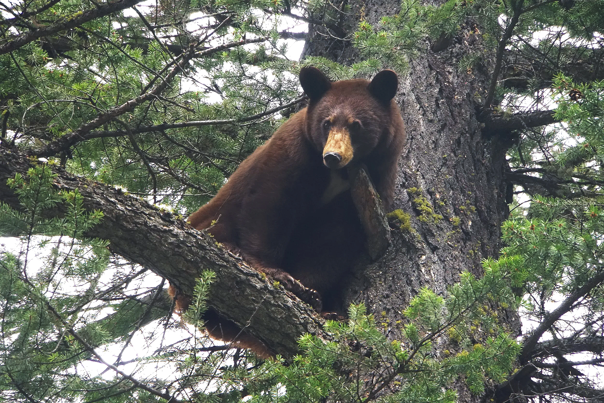bear in tree.png