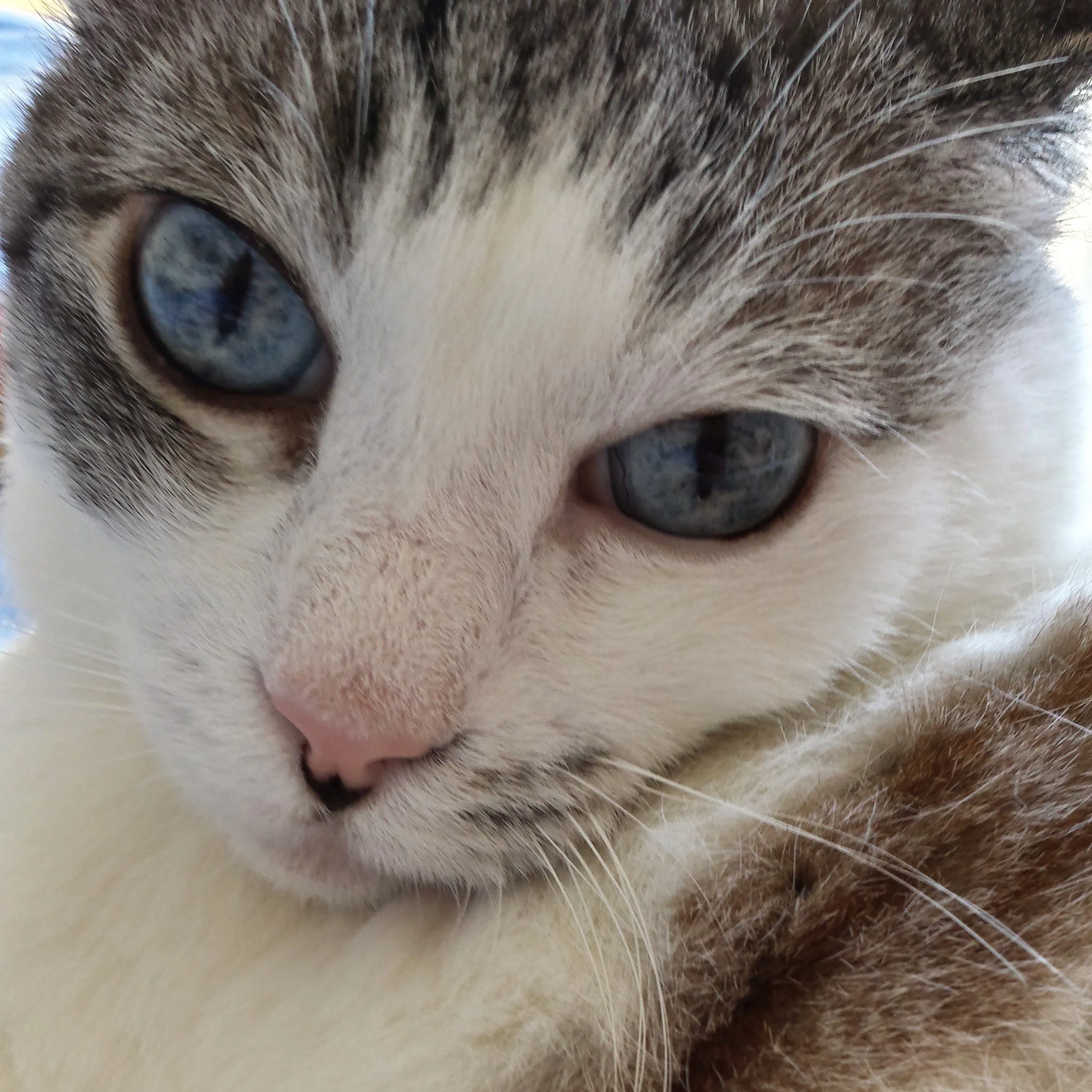Close-up of a cat's face with blue eyes, white and tabby fur, and a pink nose.
