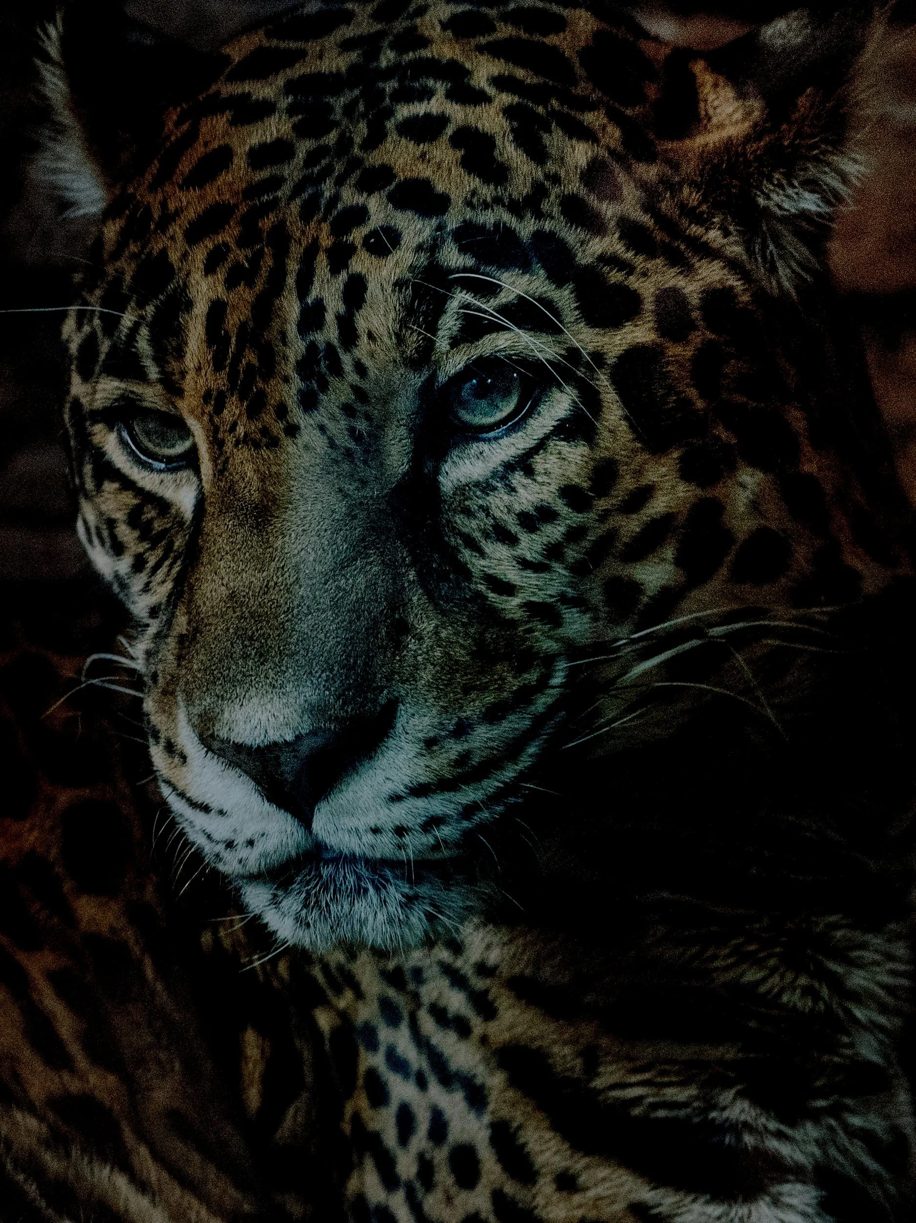 jungle priestesses temple work jaguar