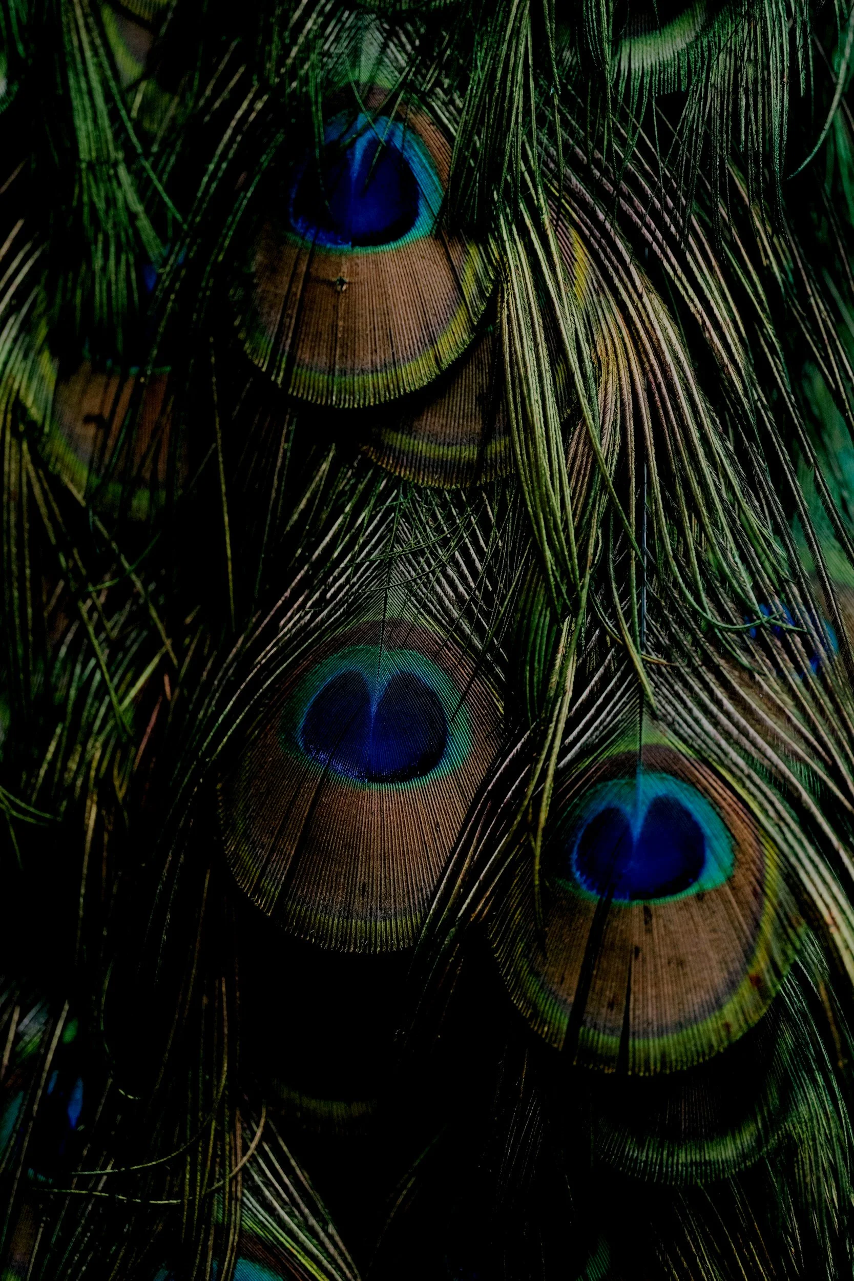 Close-up of peacock feathers showing eye-spot patterns with iridescent blue and green colors. Elysian Temple colors