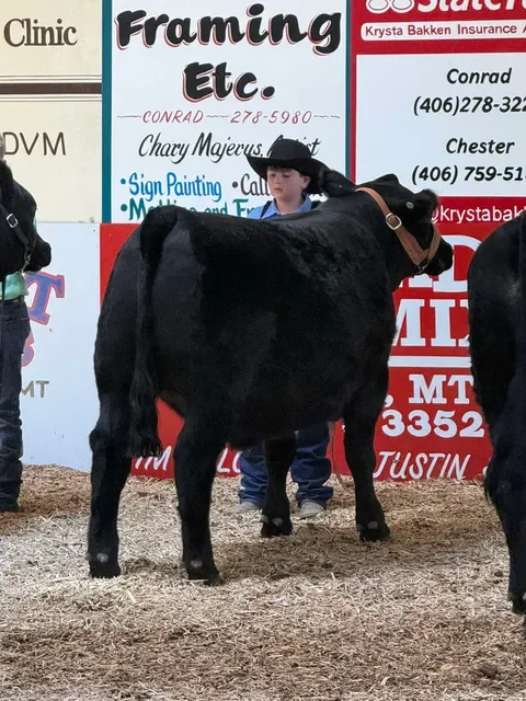 Colt Laverdure of Glacier County. Photo Credit: Melissa Running Wolf