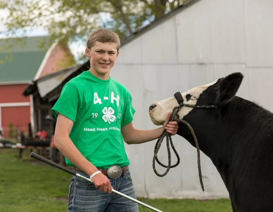 A young man in a green t-shirt holding a cow with a leash on a farm.