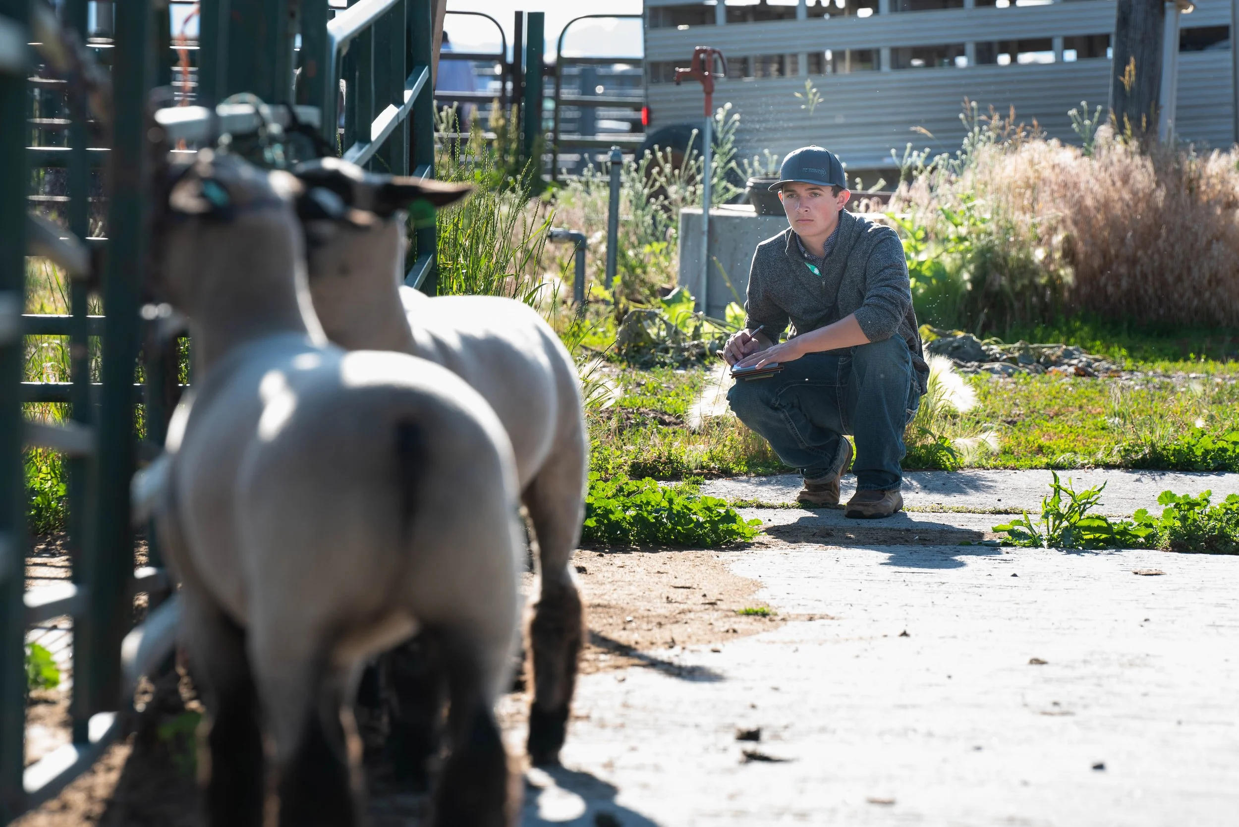 A young man crouches on a sidewalk next to a row of sheep, taking notes on a notepad. The scene is outdoors with greenery and fences in the background.
