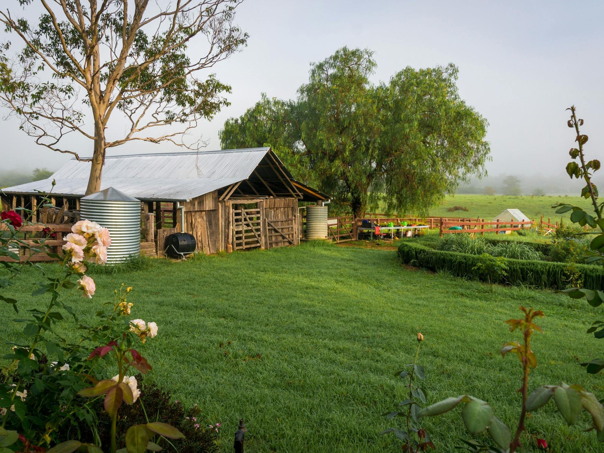 A rustic farm scene with a wooden barn, large trees, and lush green grass. Some pink flowers are in the foreground, and there are water tanks near the barn. The background shows a foggy, open field with fencing.