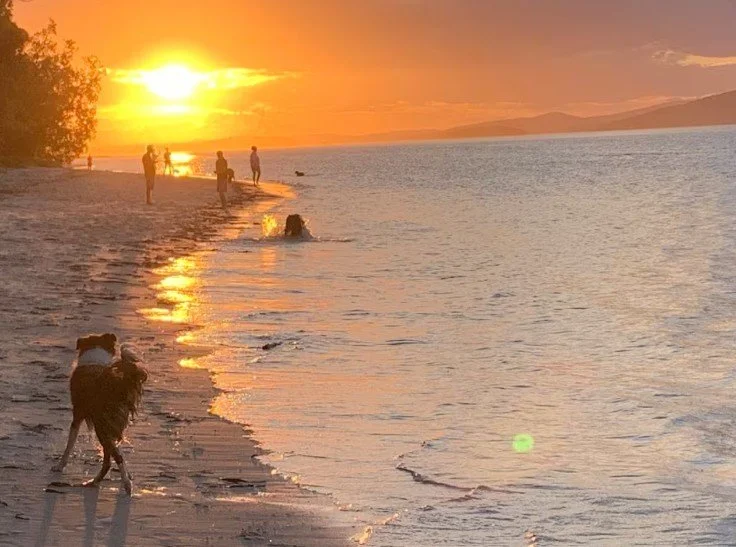People enjoying a sunset on a beach, with some walking and others playing in the water, along with a dog near the shoreline.