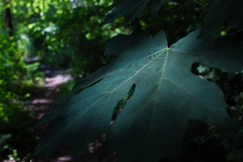 Close-up of a large green leaf in a dense forest.