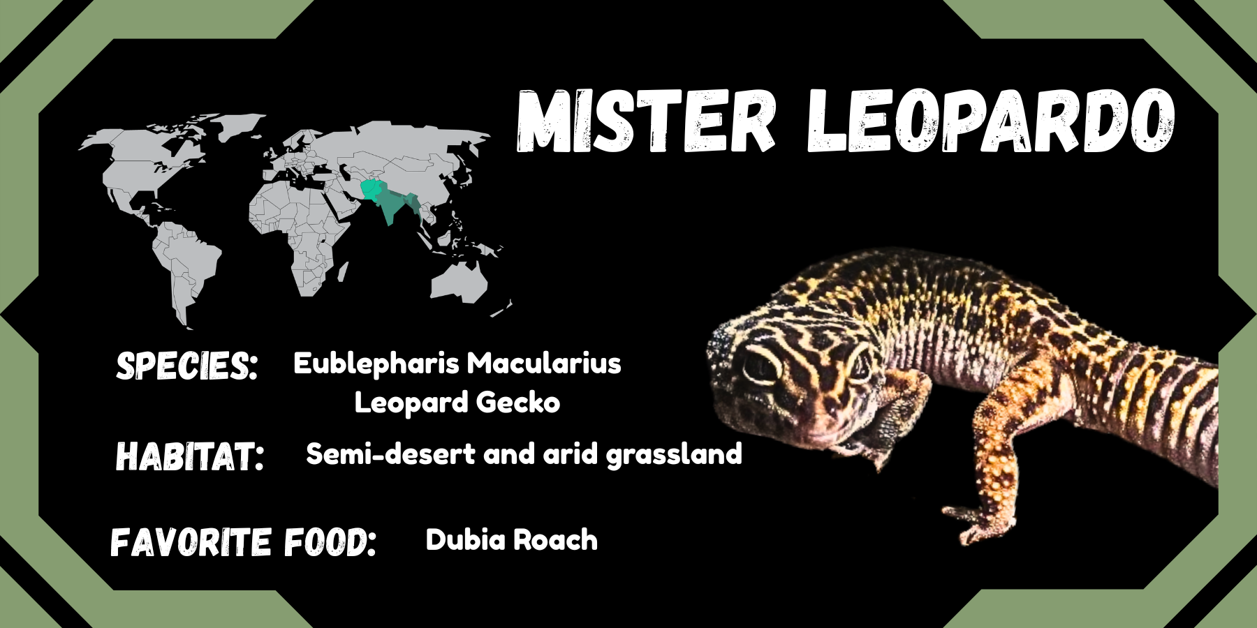 An infographic about a Mister Leopard, featuring a world map highlighting Thailand, with information about the species, habitat, and favorite food. Includes a photo of a leopard gecko.