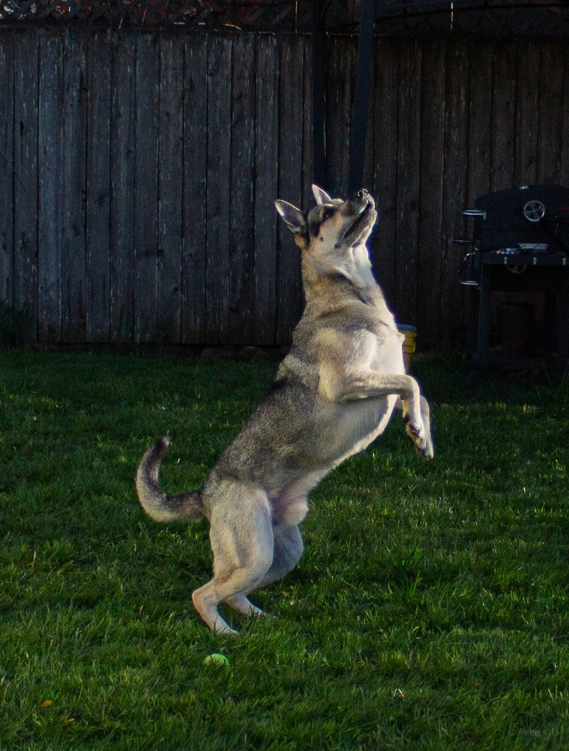 A dog standing on its hind legs on a grassy yard, with a dark wooden fence in the background and a barbecue grill to the right.