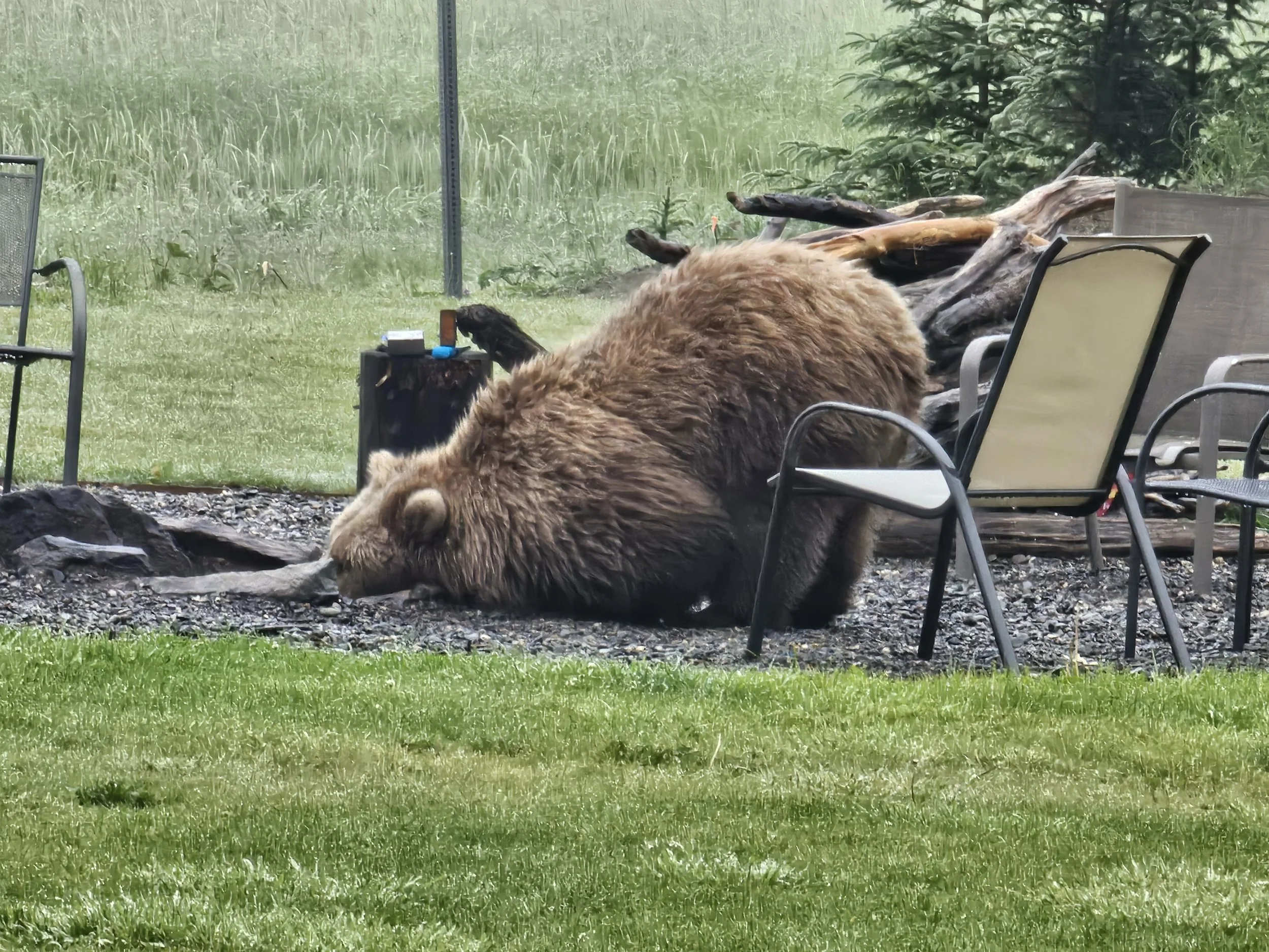 Coastal brown bear resting in the fire pit area at Silver Salmon Creek Lodge in Lake Clark National Park