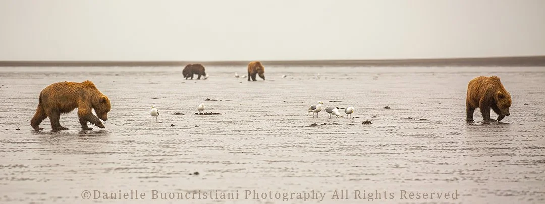 Four coastal brown bears spaced across tidal mudflats in Lake Clark National Park, digging for clams in low gray light.