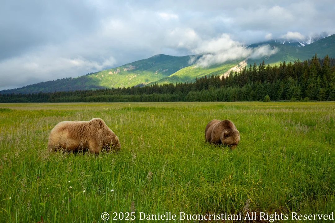 Two coastal brown bears calmly feeding in a green Alaskan meadow with forest and mountains in the background.