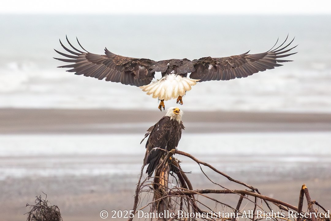 Two bald eagles along the Alaska coastline—one perched on driftwood calling upward while another hovers above with wings spread and talons extended, preparing to land.