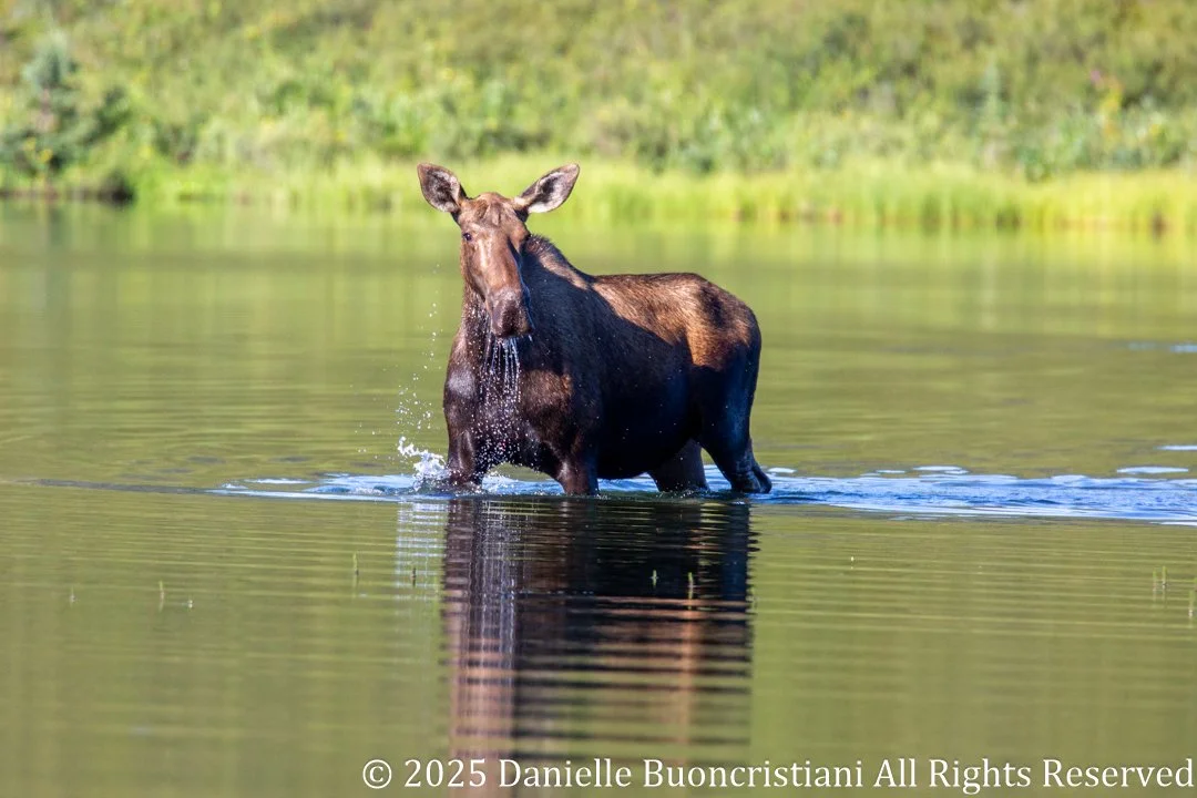 Female moose standing in shallow water at Wonder Lake in Denali National Park, feeding on aquatic plants with ripples spreading across the lake.