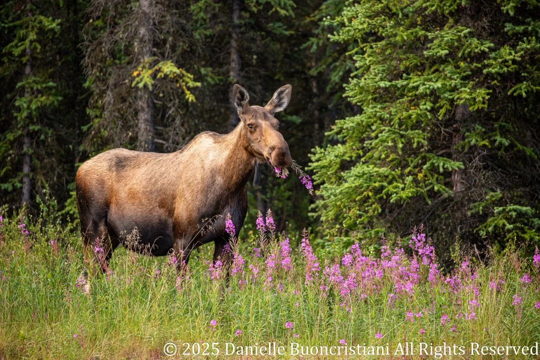 Female moose eating pink fireweed near Denali National Park in soft morning light.