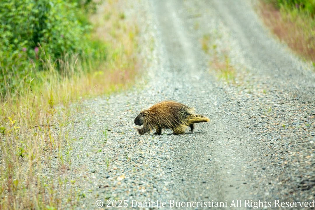 Porcupine walking across a gravel road in Denali National Park surrounded by green tundra vegetation.