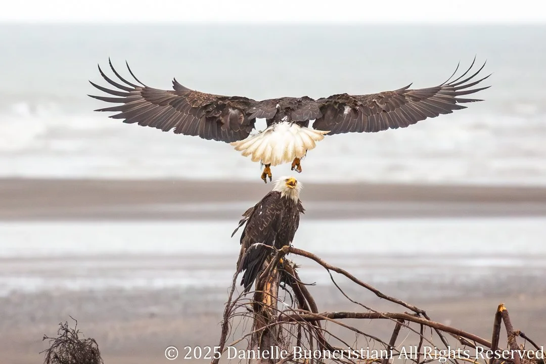 Week 5 - When the Wild Comes Close