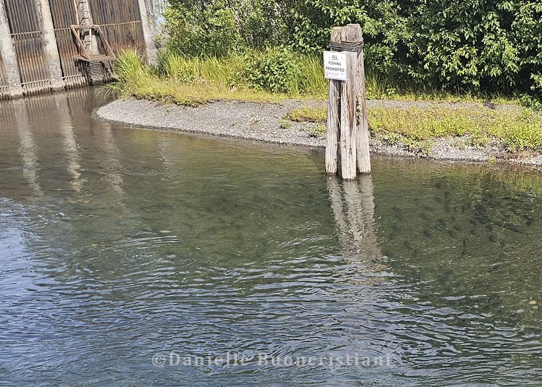 nofishing salmon.jpg