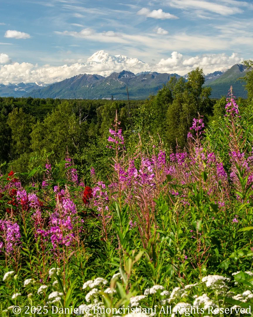 Week 11 - Going to Denali