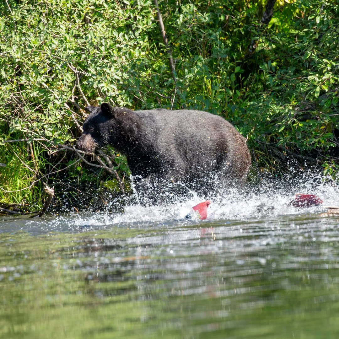 Week 18: Paddles Up — Bear