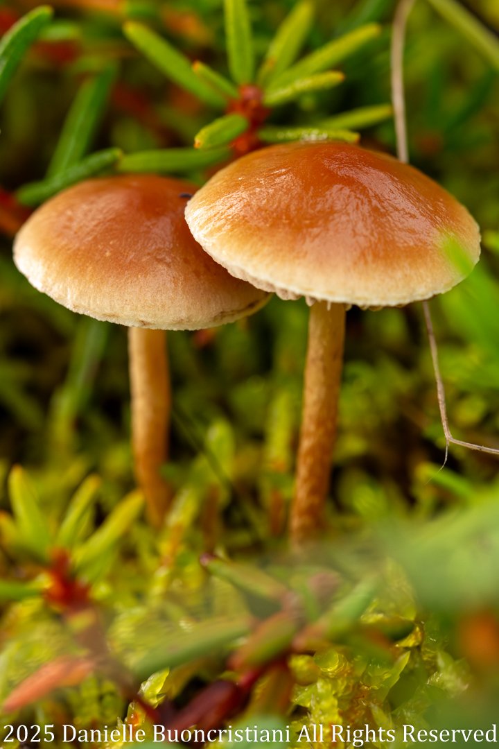Close-up macro photograph of small brown mushrooms growing among moss and tundra plants in Denali National Park.