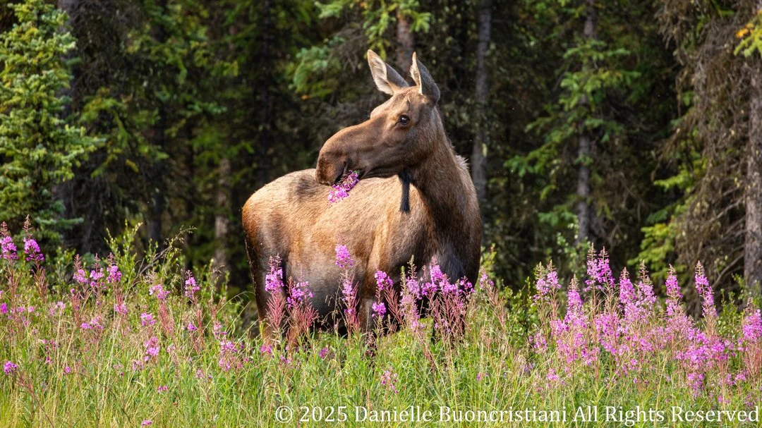 Female moose grazing among bright pink fireweed near Denali National Park in early morning light.