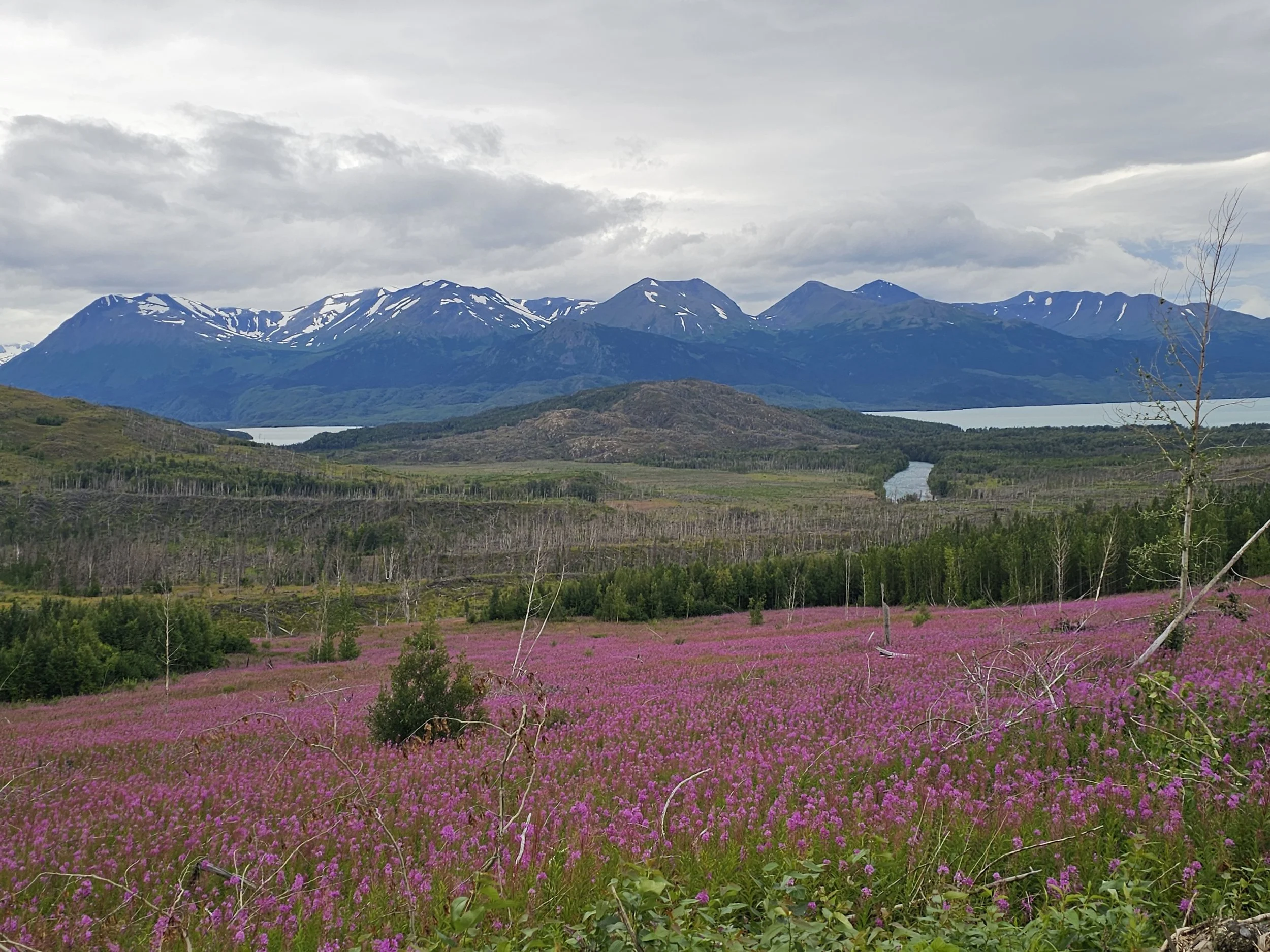 Bright pink fireweed covering a hillside above a broad Kenai landscape with forest, distant water, and snow-streaked mountains beneath a partly cloudy sky.