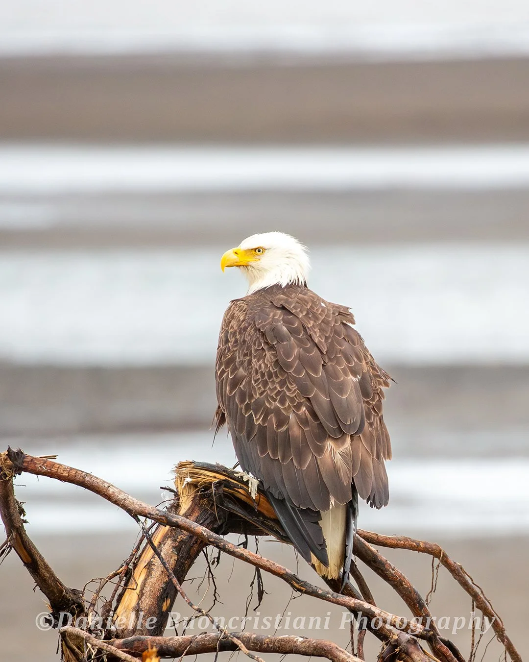 Bald eagle perched on driftwood along the Alaska shoreline, looking to the left with soft waves in the background.