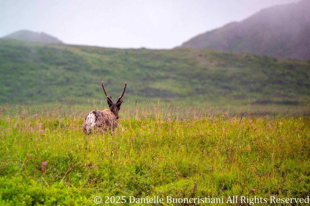 Caribou walking away into tundra grasses and rolling hills in Denali National Park under overcast skies.
