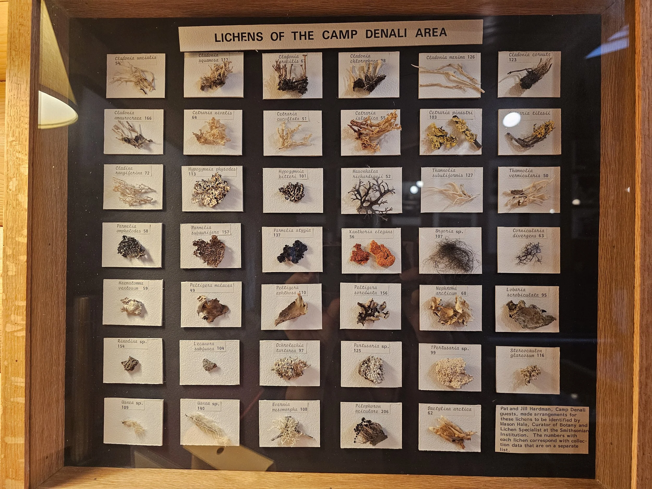 Display case featuring labeled lichen specimens from the Camp Denali area inside the lodge at Camp Denali.
