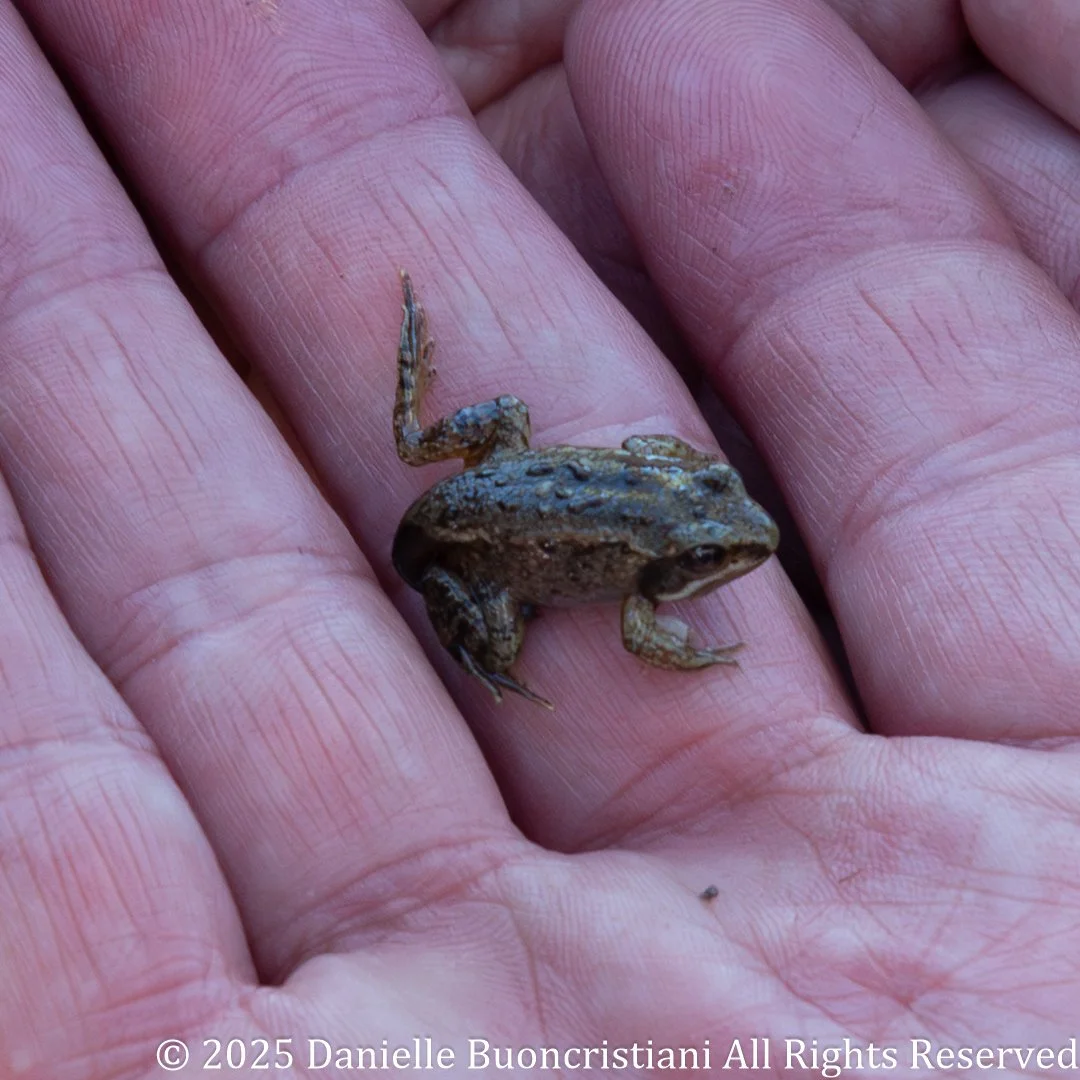 Close-up of a wood frog resting in a person’s hand, showing detailed texture and coloring of the frog’s body.