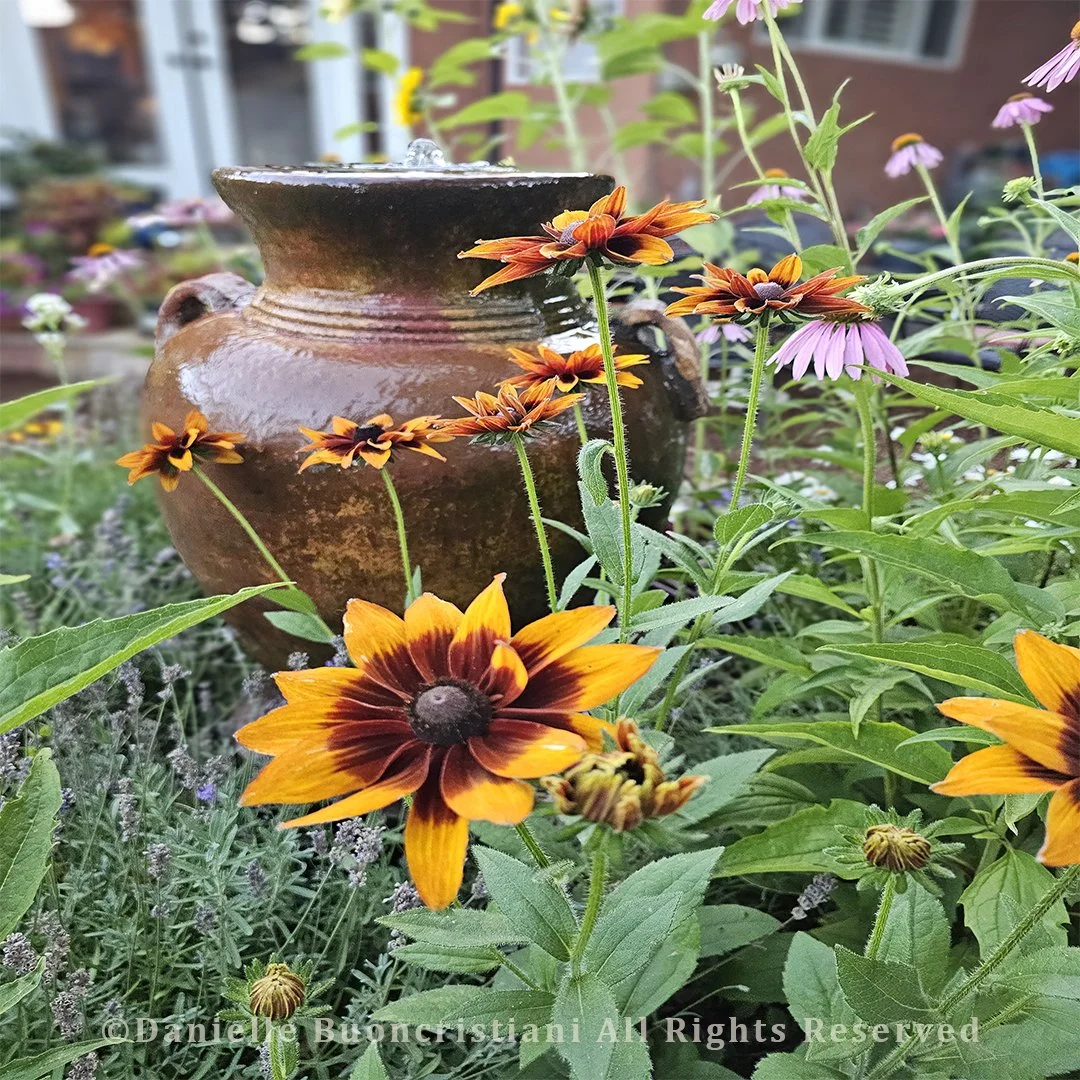 Close-up of vibrant Rudbeckia flowers surrounding a pottery garden fountain in a backyard garden in Novato, California.