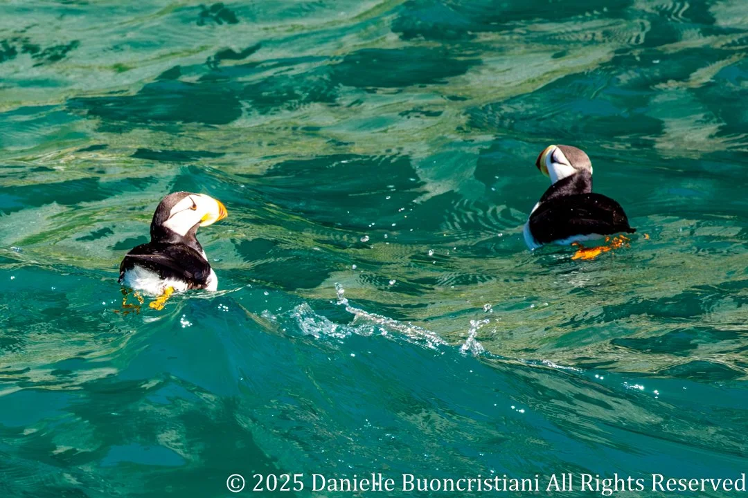 Two tufted puffins swimming on bright turquoise water in Kenai Fjords National Park, Alaska.