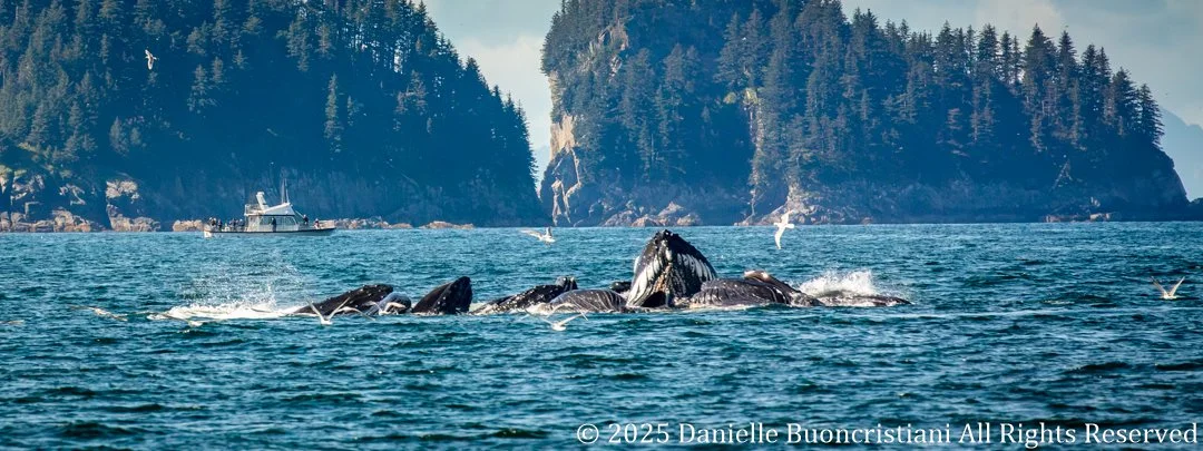 Group of humpback whales surfacing together during bubble-net feeding in Kenai Fjords National Park, Alaska, with forested cliffs in the background.