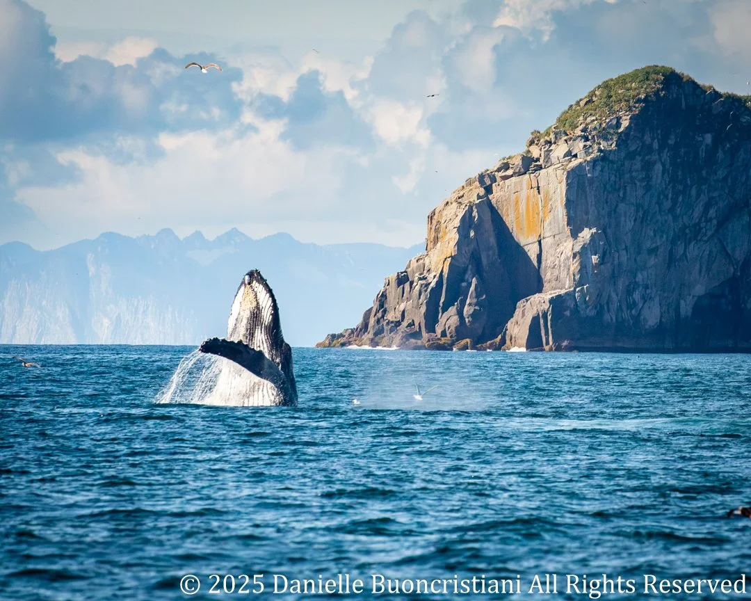 Humpback whale breaching from the ocean in Kenai Fjords National Park, Alaska, with rocky coastal cliffs in the background.