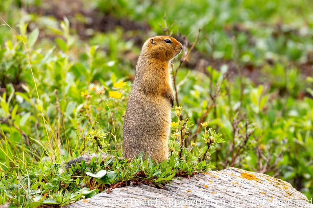 Arctic ground squirrel standing alert among tundra vegetation near Denali National Park