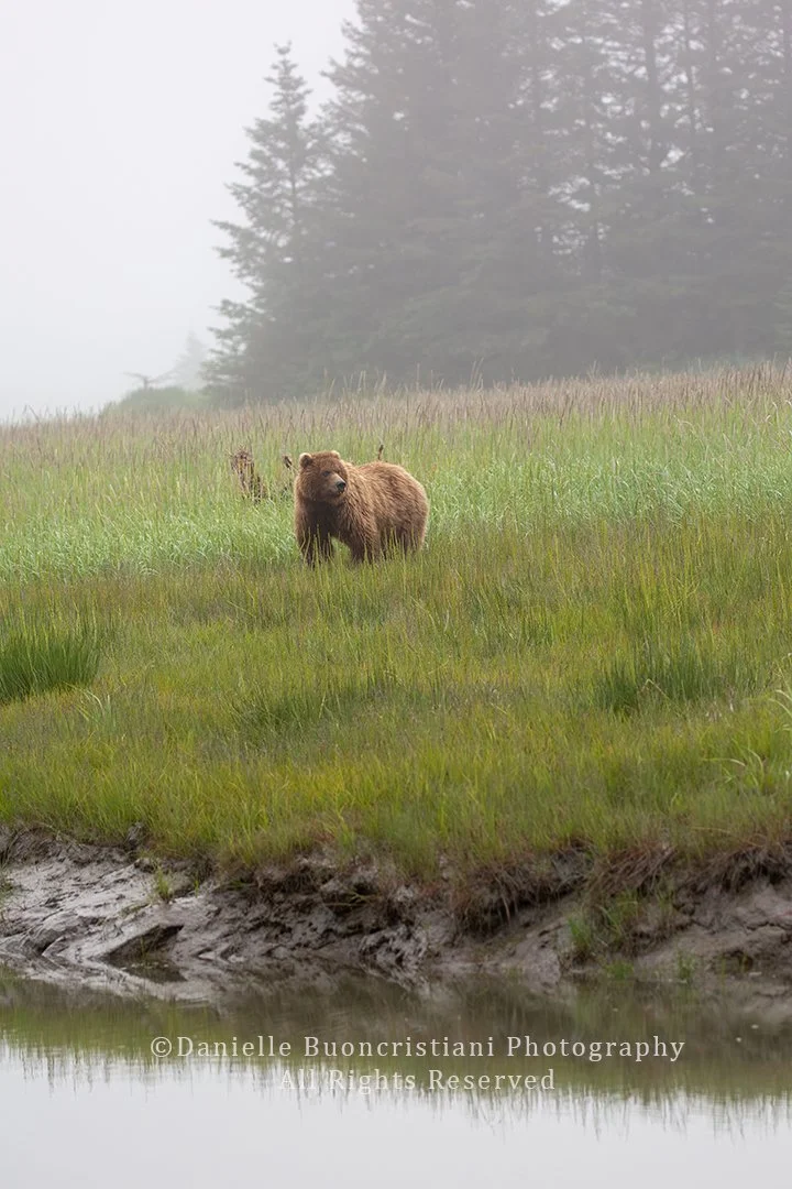 Brown bear walking through tall wet grass on a misty morning in Lake Clark National Park.