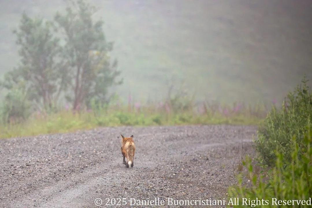 Red fox walking away along a gravel road in Denali National Park, fading into mist and rain.