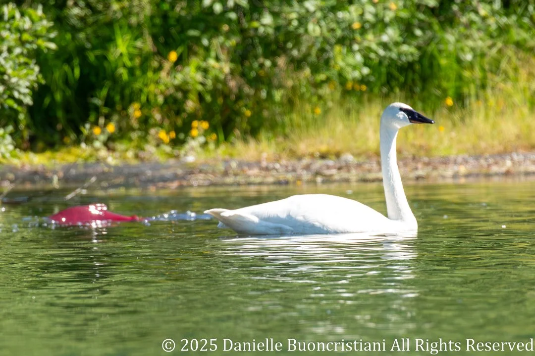A trumpeter swan drifts across Addison Lake, where sockeye salmon were gathering during the summer run.