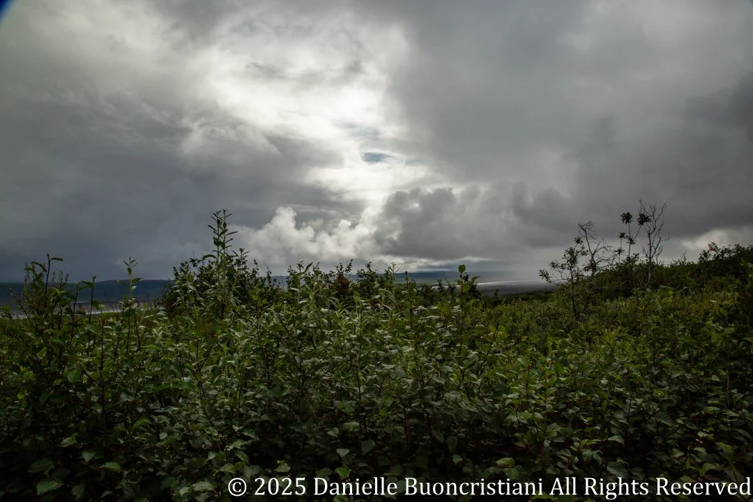 Dark storm clouds and misty rain over Denali National Park, with low shrubs and tundra in the foreground and limited visibility due to weather.