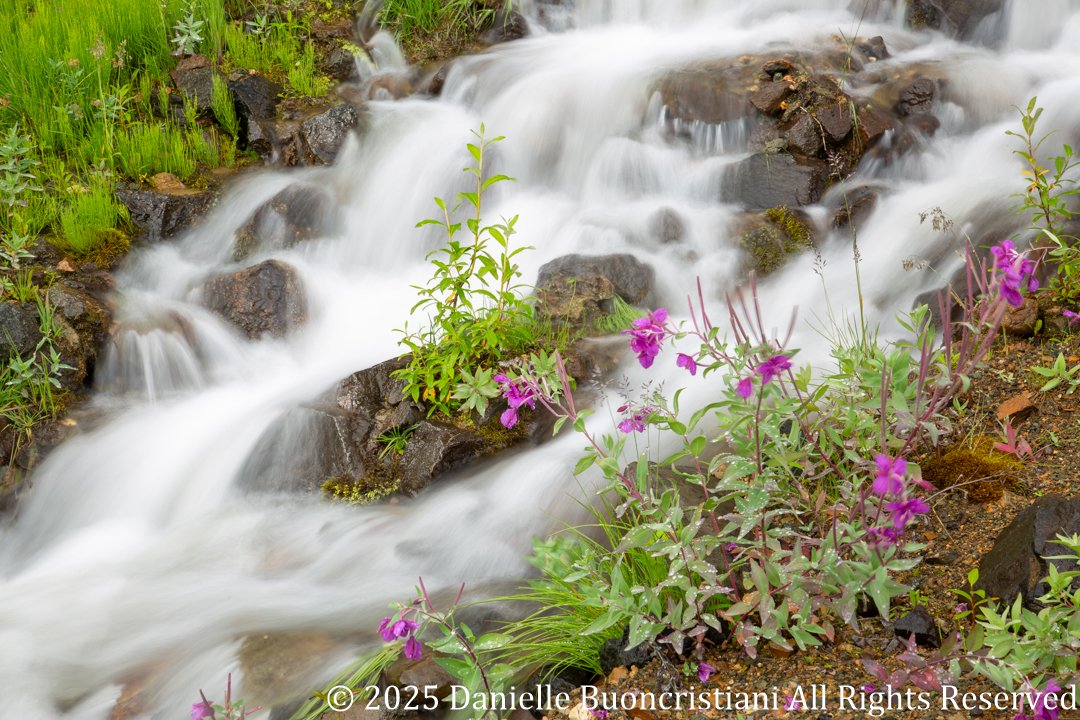 Long-exposure photograph of rain-swollen creek flowing through tundra vegetation in Denali National Park under overcast skies.