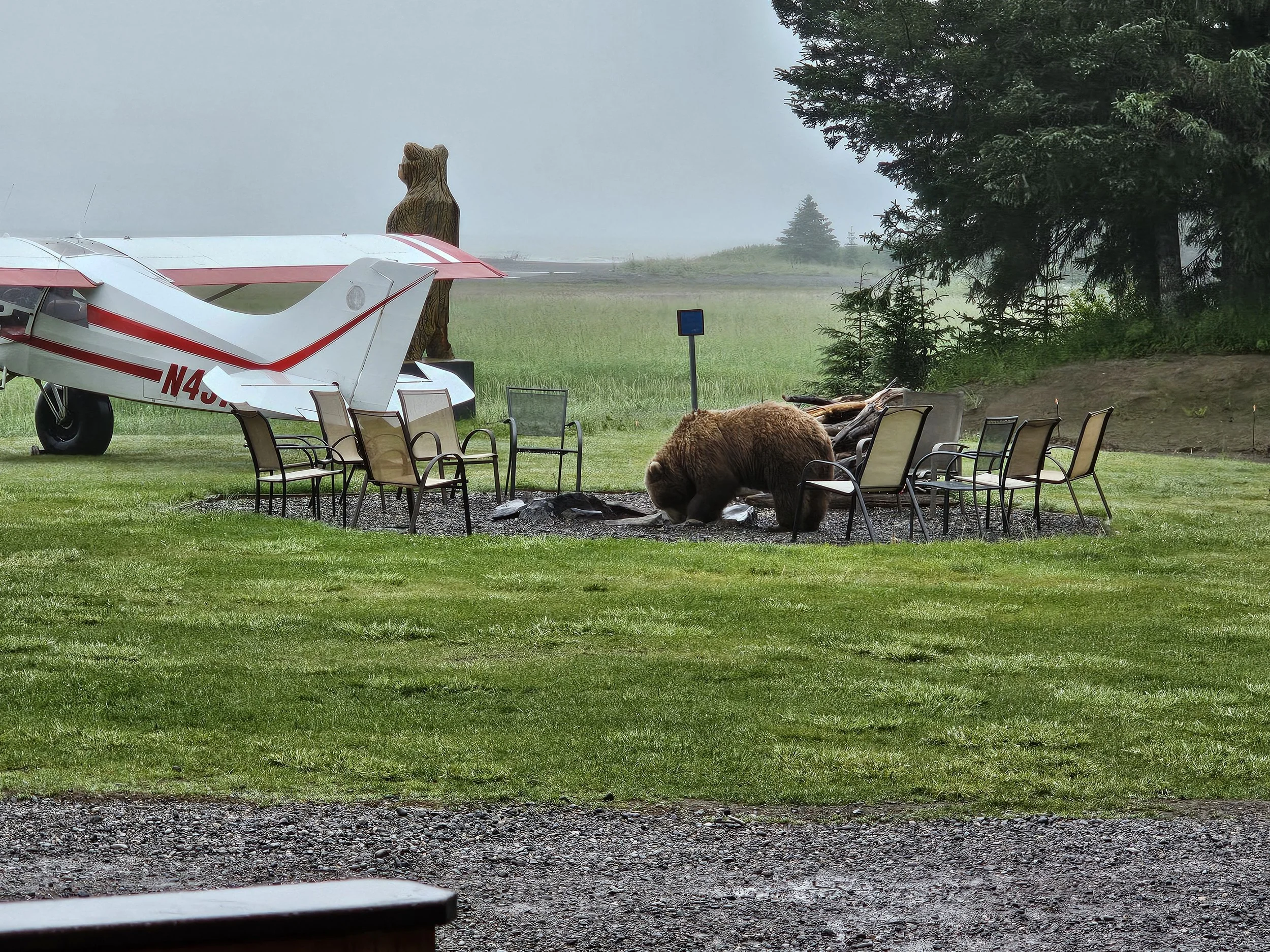 Coastal brown bear standing in the fire pit area at Silver Salmon Creek Lodge on a misty morning.