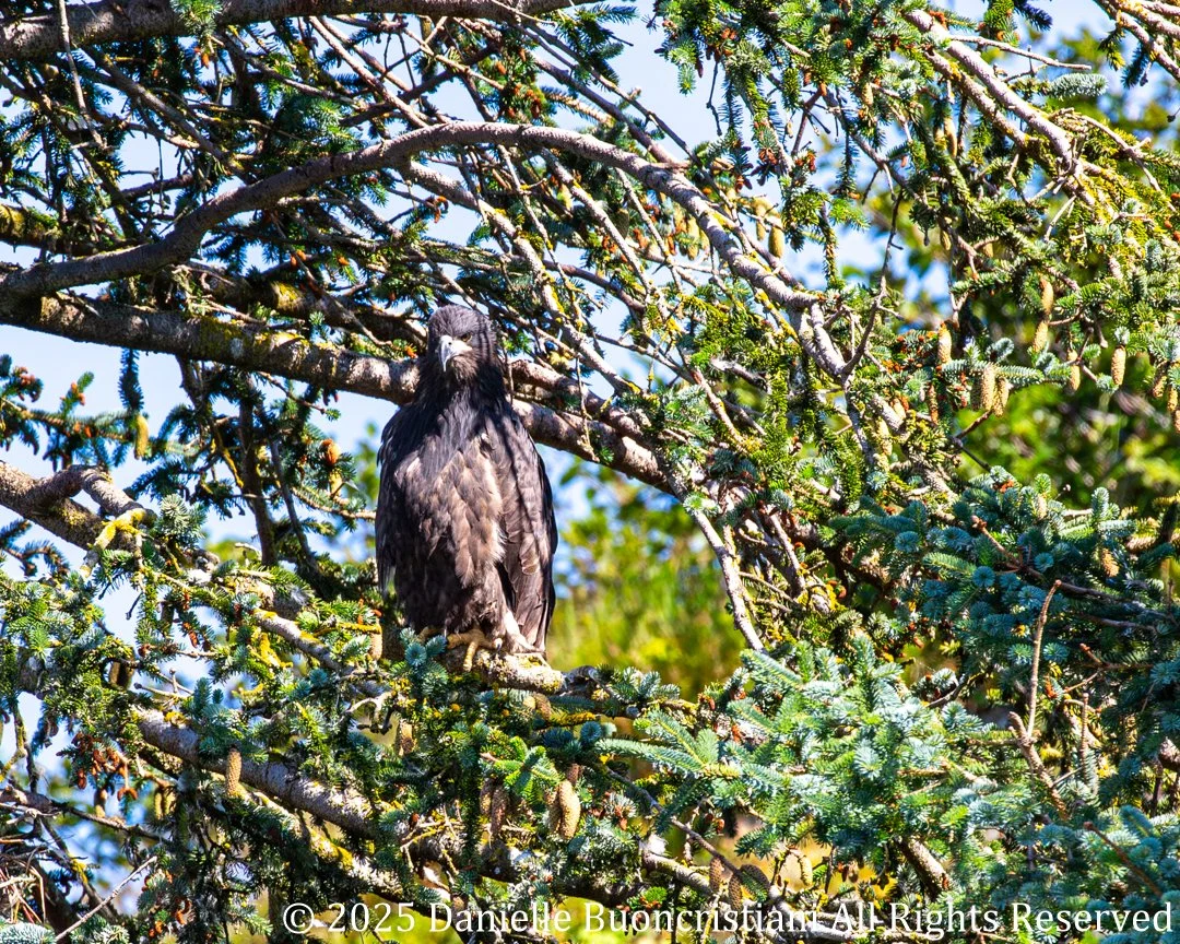 Juvenile bald eagle perched in a spruce tree in Kenai Fjords National Park, Alaska.